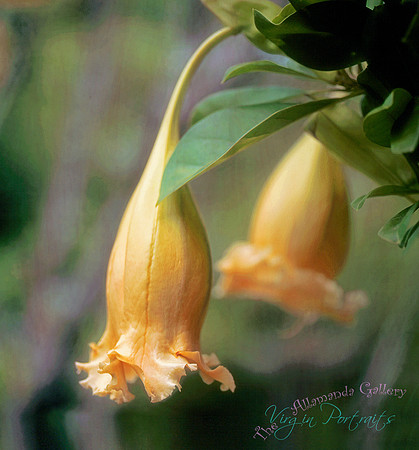 flower_tortola