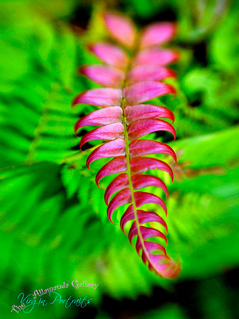 pink_fern_tortola