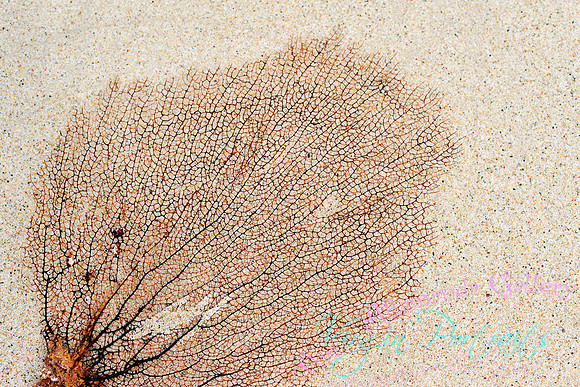 sea_fan_tortola