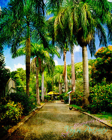 botanic_gardens_tortola
