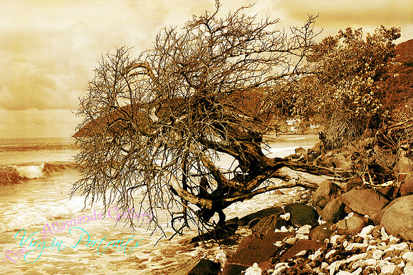 autumn_tortola