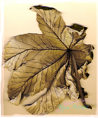 cecropia_leaf