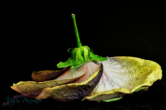 fallen_hibiscus