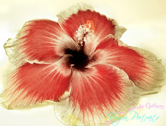 hibiscus