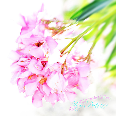 oleander
