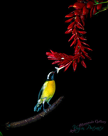 bananaquit_tortola