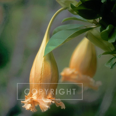 Datura copyright Amanda Baker